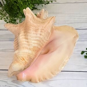 Vintage Natural Conch Shell Decor large size 8" X 6"